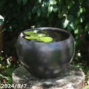 【20%OFFクーポン対象 〜7/11】信楽焼 睡蓮鉢 黒マット 丸水鉢 8号+水草(ガガブタ浮葉、キンギョモ)+メダカ5匹(死着保証無) プレゼント 【送料無...