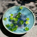 信楽焼 睡蓮鉢 陶器 大型 手びねり(ロクロ引き) 緑窯変水盤 15号(外径44cm 高さ6.5cm) + 水草(ガガブタ浮葉、キンギョモ) +メダカ5匹(死着...