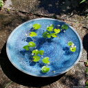 信楽焼 睡蓮鉢 陶器 大型 ブルーガラス 水盤 18号(外径54cm 高さ11cm)+ 水草(ガガブタ浮葉、キンギョモ)+メダカ5匹(死着保障なし)プレゼント【...