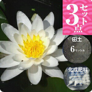 温帯スイレン　白花スイレン　「アルバ」(中型)　3点セット