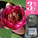 温帯スイレン「オールモストブラック」(中型) 3点セット【裸苗+田土6L+すまし液1.5L+肥料】【水生植物・浮葉植物】【睡蓮・すいれん】