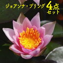 桃花ヒメスイレン ジョアンナ・プリング 4点セット【裸苗+田土2L+すまし液0.5L+肥料】【水生植物 浮葉植物】【睡蓮 すいれん 姫スイレン 姫睡蓮 苗】
