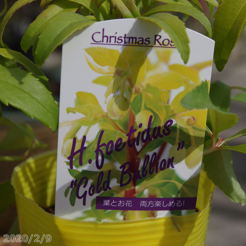 クリスマスローズの苗 原種 フェチダス ゴールドブリオン　カラーリーフ 松村園芸 3.5号深（10.5cm）【山草系宿根草】【日陰の宿根草】【春のガーデニング】のサムネイル