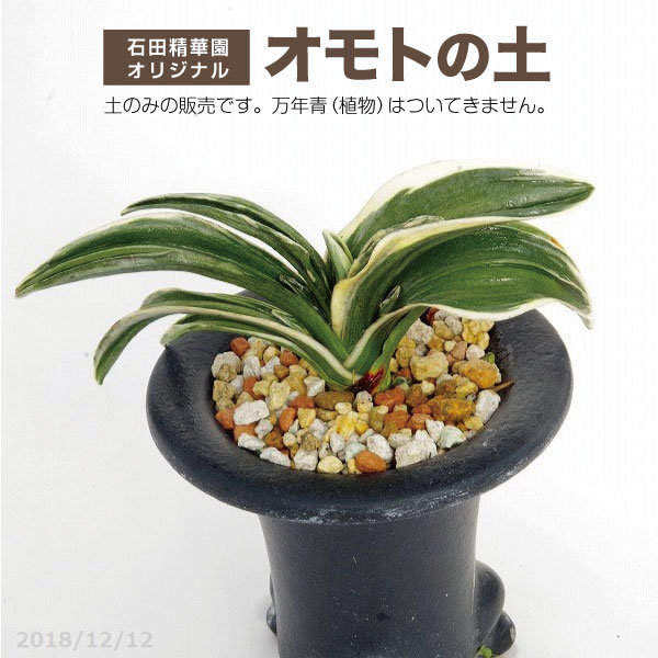 【ご注意】こちらはオモトの土の販売です。画像にある万年青（植物）はつきませんのでご注意ください。 オモト用培養土（おもとの土）解説 1、万年青を植える鉢に対して通常は下段に中粒、上段に小粒にて　定植を致します。商品及び植えられた万年青の画像はいずれも小粒にて植えられた画像です。 2、より大きな大鉢に植える場合は大粒を底部に水はけを考え使用致します。 3、通常、万年青愛好家は乾燥防止に上面に水苔を乗せ乾くことを防いでおります。 4、特に 弊園謹製の「おもとの土」は乾きが早く、成長期から夏、そして秋まで毎日水やりをしていただいても根腐れしにくい良質の材料を使用しております。このことは万年青を育てる初心者の方々はどうしても他の園芸植物と同様、毎日水やりをしてしまう、あるいは水やりをやりたいというクセがあります。それであっても根腐れしにくいという土です。 5、そのような特徴の土です。肥料も約6ヶ月間効果がある秀れものの肥料をお付けしております。是非お付けしております肥料をご利用下さい。他の肥料をお使いの場合、作落ちする場合が考えられます。 6、弊園での管理 　 日本万年青協会　近畿支部展示会（2018年10月13日） 生育に最適な 長期化成肥料 をお付けいたします。お付けする量は下記の通りです。培養土 2Lの場合肥料　10g×2袋培養土 6Lの場合肥料　10g×6袋培養土 10Lの場合肥料　100g培養土 18Lの場合肥料　200g培養土 18L×2袋セットの場合肥料　500g