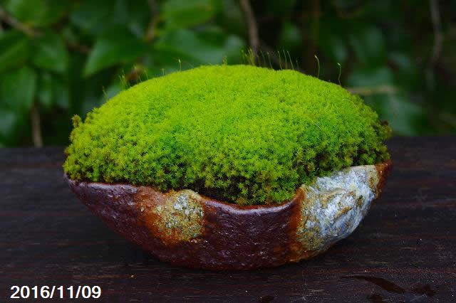 信楽焼 植木鉢 陶器 茶窯変葉型(小) 5号(...の紹介画像2