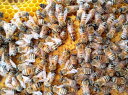 種蜂 新女王4枚群 約12000匹以上 弊社養蜂場より直送 強群 採蜜 種蜂販売 ミツバチ飼育 女王蜂 蜜蜂 みつばち ミツバチ 採蜜用ミツバチ 採蜜用蜜蜂 ミツバチ販売 蜜蜂販売 みつばち販売 たねばち 種蜂販売 新女王 蜂屋 ミツバチ飼育 ミツバチ群 充満群
