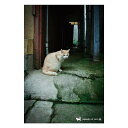 nagasaki-no neco 長崎の猫雑貨 post card 004