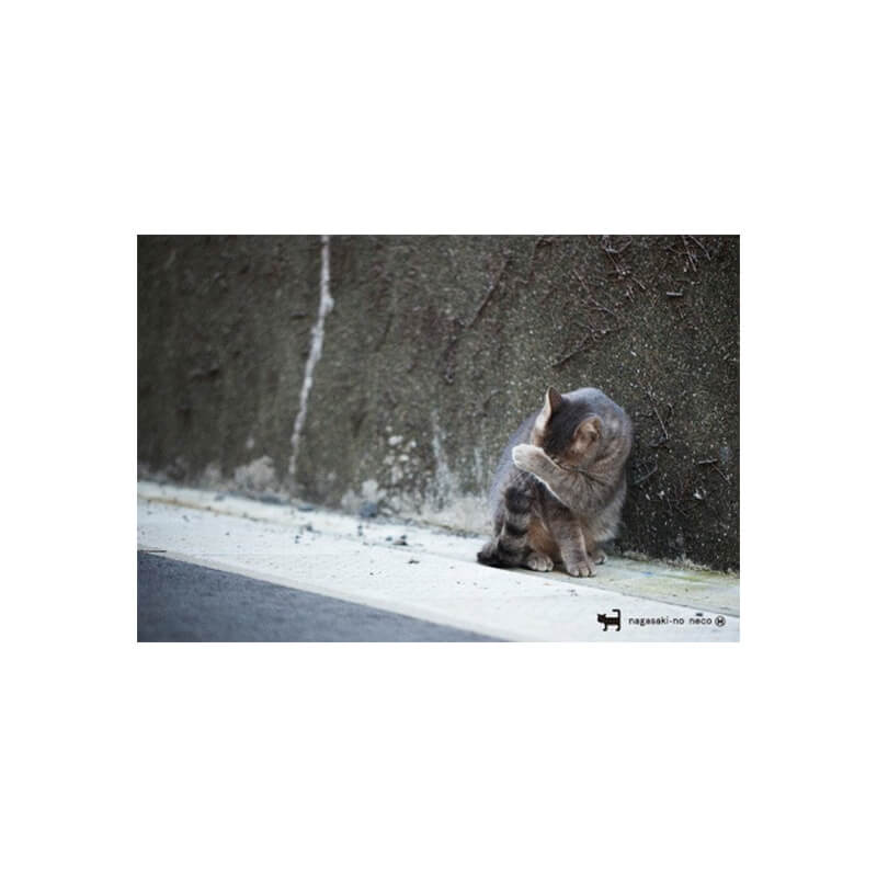 Rakuten - nagasaki-no neco 長崎の猫雑貨 post card 012