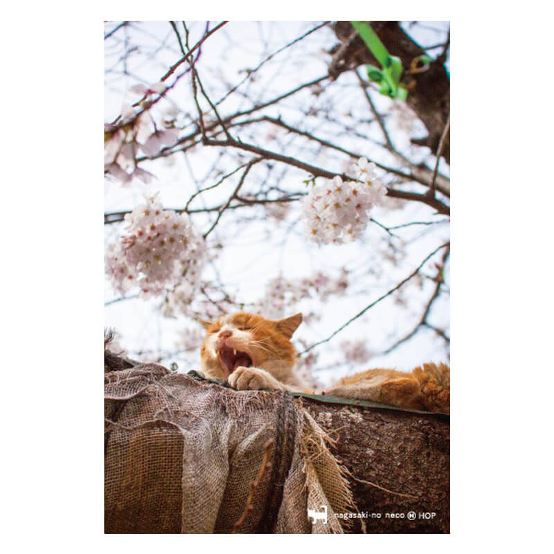 nagasaki-no neco 長崎の猫雑貨 post card 054