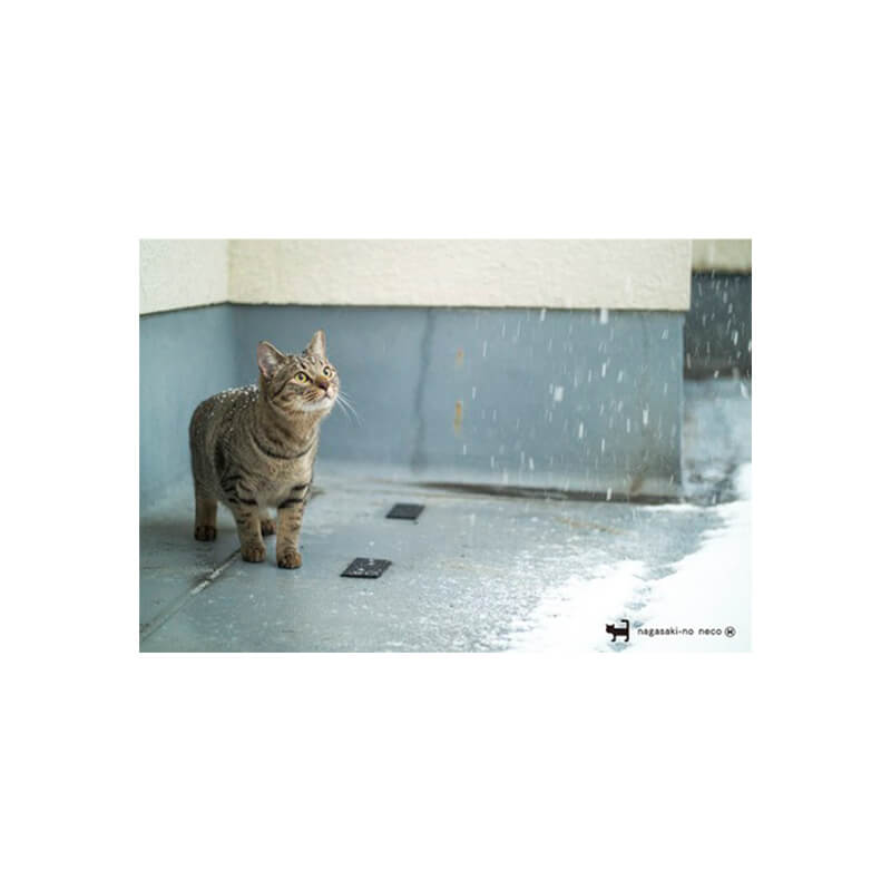 Rakuten - nagasaki-no neco 長崎の猫雑貨 post card 062