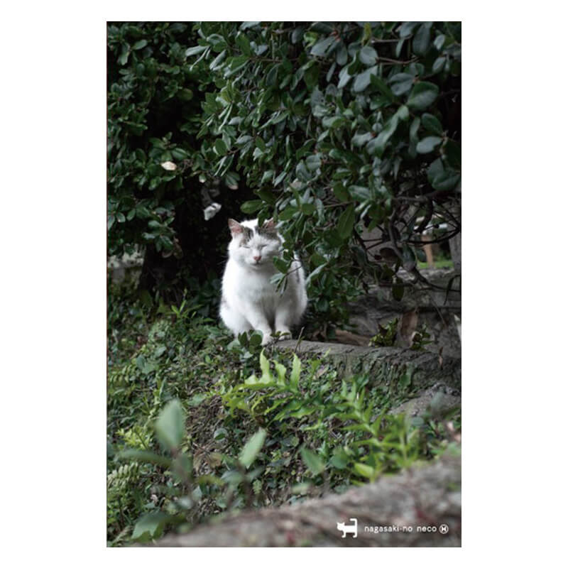 Rakuten - nagasaki-no neco 長崎の猫雑貨 post card 066