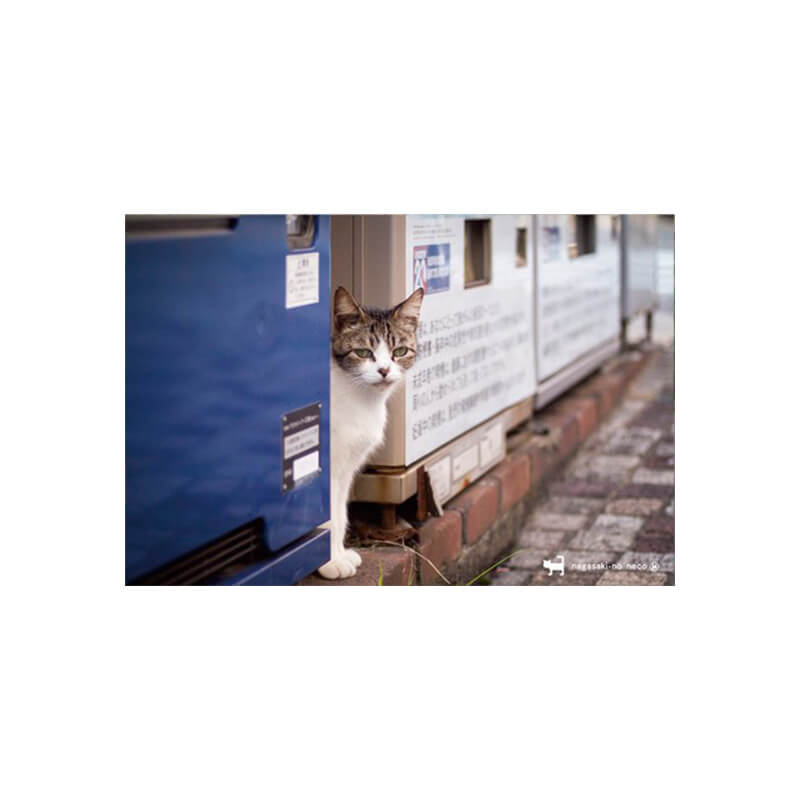 Rakuten - nagasaki-no neco 長崎の猫雑貨 post card 067