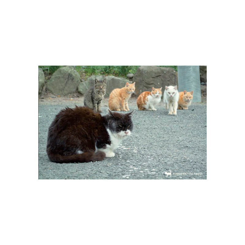 Rakuten - nagasaki-no neco 長崎の猫雑貨 post card 080
