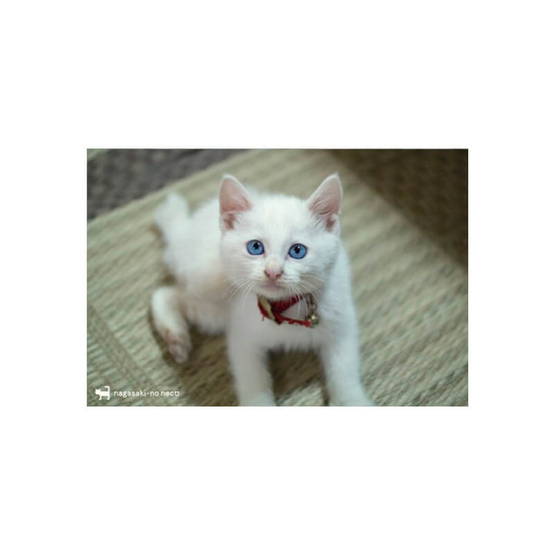 Rakuten - nagasaki-no neco 長崎の猫雑貨 post card 081