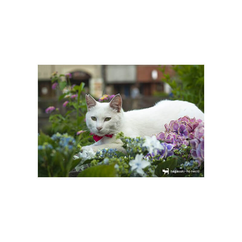 Rakuten - nagasaki-no neco 長崎の猫雑貨 post card 086