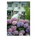 nagasaki-no neco 長崎の猫雑貨 post card 088
