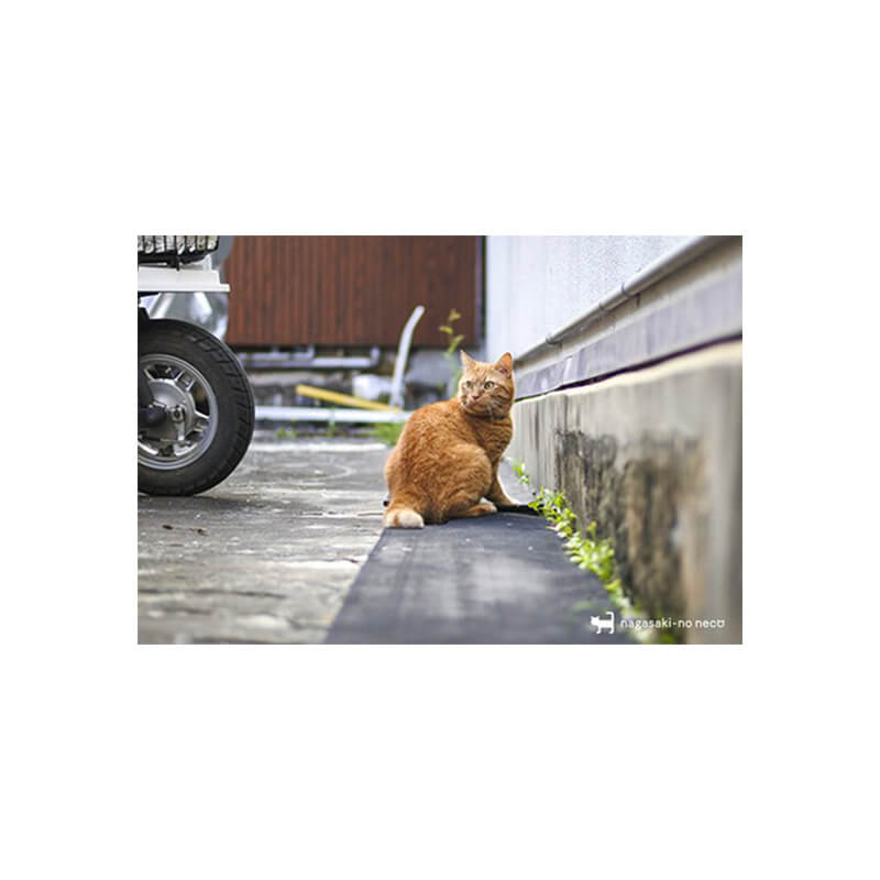 nagasaki-no neco 長崎の猫雑貨 post card 091