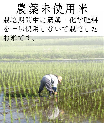 【特別栽培米】令和5年産 新潟県 新之助 2キロ入り