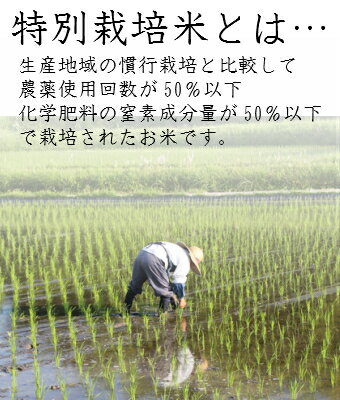 【特別栽培米】令和5年産 新潟県 新之助 5キロ入り