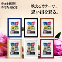★7/4 20:00-店舗ポイントup★ 【宅配便配送】ナカバヤシ デジタルプリントフレーム A4/B5判 レッド ブルー ナチュラル ブラウン ブラック ホワ...