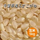 米 お米 玄米 5kg ふさこがね 令和5年産 本州四国 送料無料 紙袋 綺麗仕上 異物除去 石抜き済