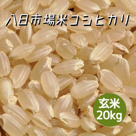 米 お米 玄米 20kg 八日市場米 コシヒカリ 令和5年産