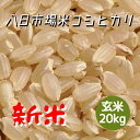 米 お米 玄米 20kg 八日市場米 コシヒカリ 令和5年産 本州四国 送料無料 紙袋 綺麗仕上 異物除去 石抜き済