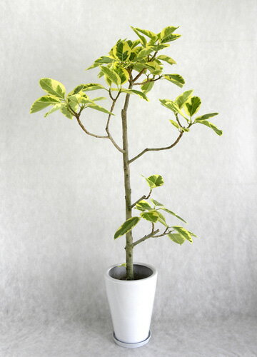 【送料無料】開店祝い 3万円 観葉植物 アルテシーマ/枝仕立て（陶器鉢入り受け皿付）(本体価格30,000円)