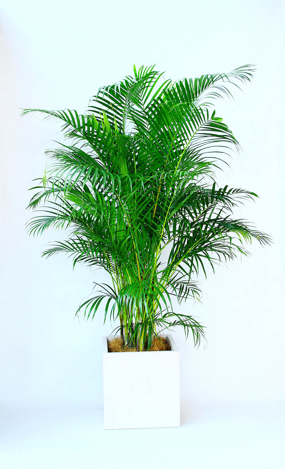 開店祝い4万5千円観葉植物アレカヤ...