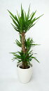 開店祝い2万7千円 観葉植物 ユッカ8号鉢 29,700円(27,000円税抜) 陶器鉢・バスケット