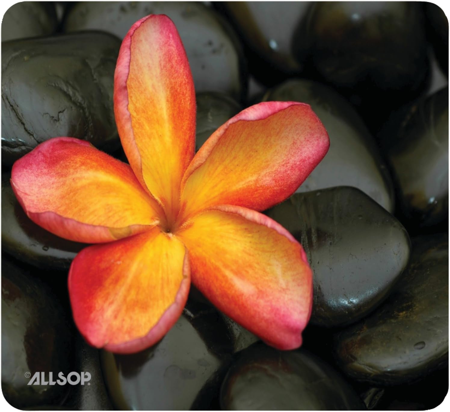 Allsop Naturesmart マウスパッド 花 30185