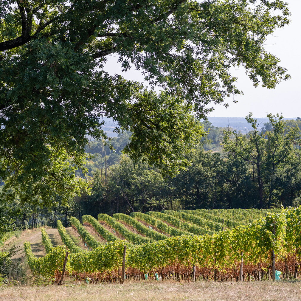 �ե�� �ࡼ�ȥ󡦥��ǡ��������������˥å� 750ml 1������ / 12�� ������ ���ؽˤ� ´�Ƚˤ� �����ˤ� �ʳؽˤ�