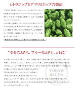 東京ブルースセッションエール330ml×6本/TOKYOBLUESSessionAle