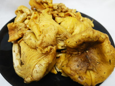 【エントリーでポイント10倍】きのこ ジロール(アンズダケ) フレッシュ 北米産 500gのサムネイル