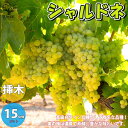 【P2倍★マラソン期間中】シャルドネ ぶどうの苗木【果樹の苗木 5号ポット 1〜2年生 挿木苗/1個売り】ぶどう苗 ブドウ苗 葡萄苗 果樹苗 果樹 果物 くだも...