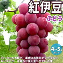 【P2倍★マラソン期間中】紅伊豆 ぶどうの苗【果樹の苗木 12〜15cmポット 1年生 挿木苗/1個売り】ぶどう苗 ブドウ苗 葡萄苗 ぶどうの苗木 果樹苗 果樹...