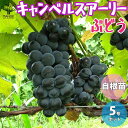 【送料無料】キャンベルスアーリー ぶどうの苗 果樹の苗木 15cmポット 1~2年生 自根苗 1個売り ぶどう苗 ブドウ苗 葡萄苗 ぶどうの苗木 果樹苗 果樹 果物 くだもの 栽培 ガーデニング 家庭菜園 農園 有機栽培 送料無料 即納