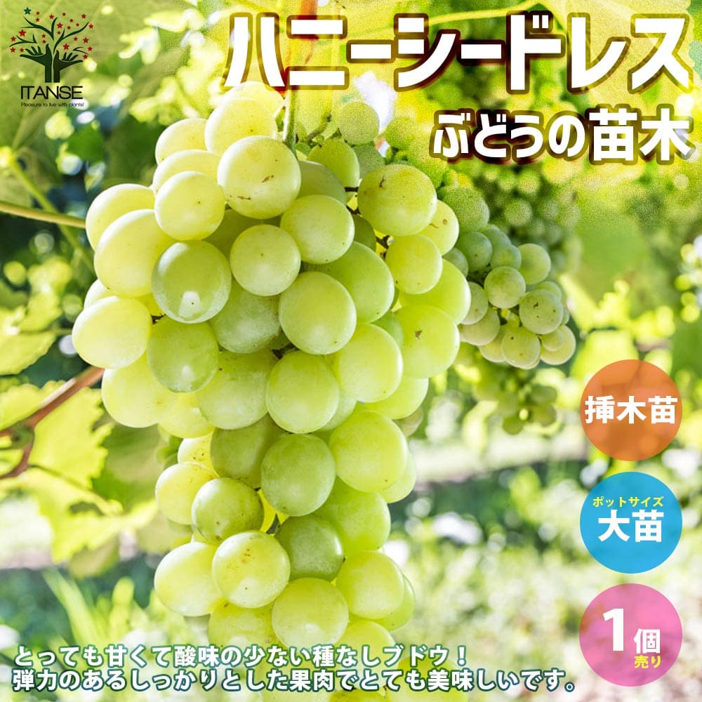 【送料無料】ハニーシードレス ぶどうの苗【果樹の苗木 5号ポット 挿し木苗／1個売り】ぶどう苗 ブドウ苗 葡萄苗 ぶどうの苗木 果樹苗 果樹 果物 くだもの 栽培 ガーデニング 家庭菜園 農園 有機栽培のサムネイル