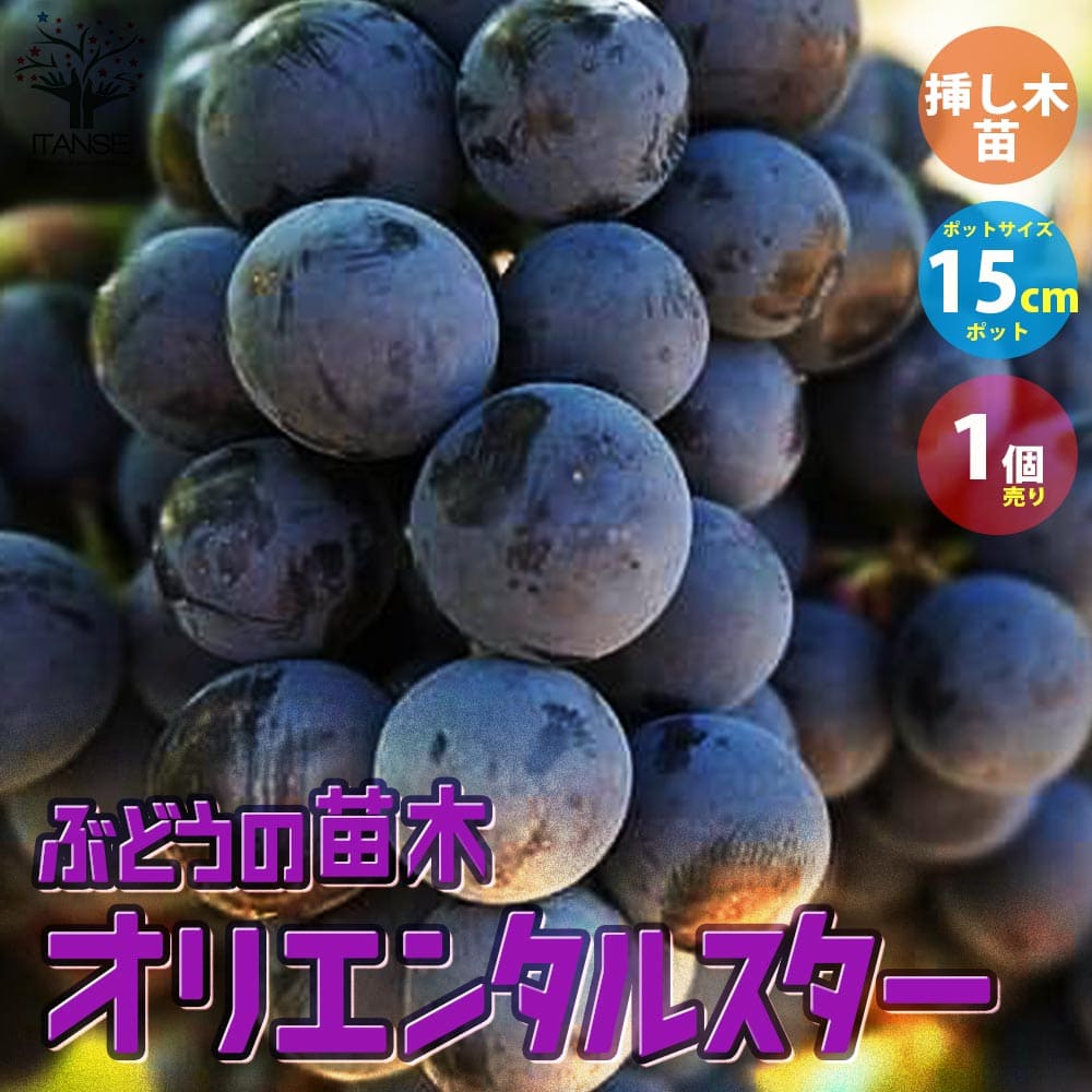【送料無料】ぶどうの苗 オリエンタルスター【果樹の苗木 1年生挿し木苗5号ポット／1個売り】ぶどう苗 ブドウ苗 葡萄苗 ぶどうの苗木 果樹苗 果樹 果物 くだもの 栽培 ガーデニング 家庭菜園 農園 有機栽培 PVPのサムネイル