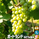 【P2倍★マラソン期間中】ぶどうの苗 品種:ポートランド【果樹の苗 1年生12cmポット/1個売り】ぶどう苗 ブドウ苗 葡萄苗 ぶどうの苗木 果樹 くだもの 栽...