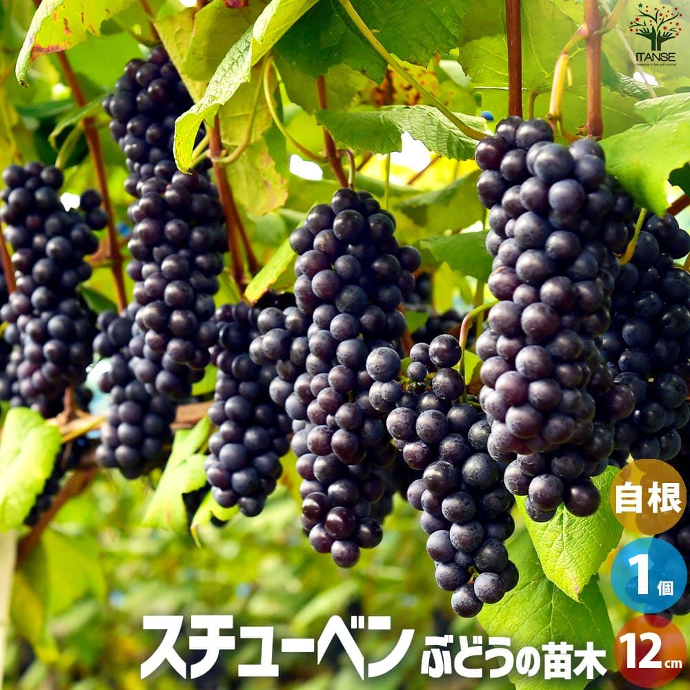 【送料無料】ぶどうの苗 品種：スチューベン 【果樹の苗 1年生12cmポット／1個売り】ぶどう苗 ブドウ苗 葡萄苗 ぶどうの苗木 果樹 くだもの 栽培 家庭菜園のサムネイル