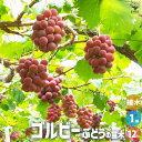 ITANSE ぶどうの苗 品種:ゴルビー ( 悟紅玉 ごこうぎょく ) 果樹の苗 1年生接木苗12cmポット 1個売り ぶどう苗 ブドウ苗 葡萄苗 ぶどうの苗木 果樹 くだもの 栽培 家庭菜園 送料無料 即納