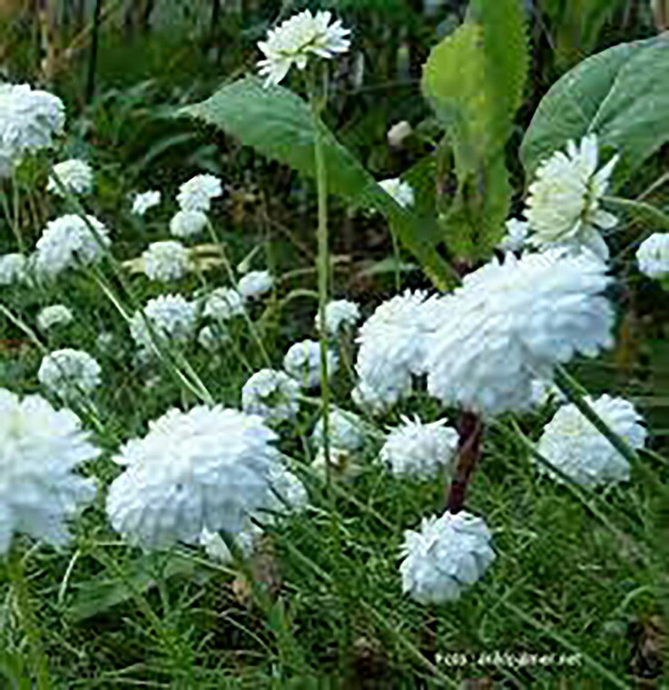 ハーブ苗 香辛料 鑑賞 栽培 ベランダ 健康 ポプリ 園芸 薬草 花壇 入浴剤 ティーガーデニング 家庭菜園 簡単栽培 鉢植え ローマンカモミール 料理 農園 ドライハーブ アロマテラピー プランター グランドカバー 庭園 ダブルフラワー 大苗 新色 ハーブティー 露地