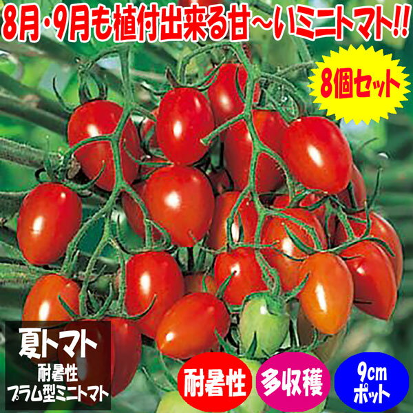 【送料無料】夏トマト 夏菜植える甘いミニトマト【9cmポット自根苗お買い得8個セット】真夏の暑さや梅雨の湿気、秋の日照時間の短い季節や、弱光線でも開花結実しい強健な品種！