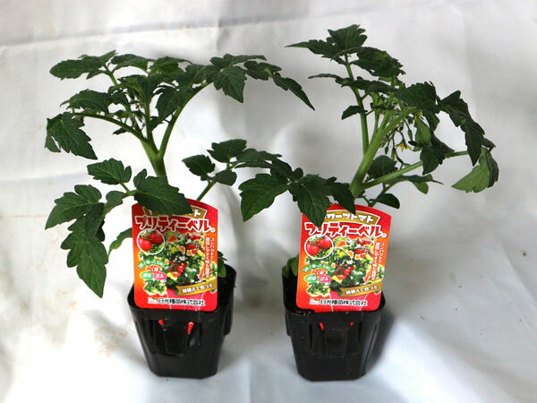 ガーデニング 家庭菜園 簡単栽培 鉢植え 売れ筋ランキングも掲載中 庭植え プランター すずなりドワーフトマト プリティーベル 矮性ミニトマト 露地 栽培 野菜苗 プチトマト苗 Tomato ミニトマト苗 矮性品種 ハウス栽培 とまと苗