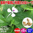 【送料無料】バンウコン ハーブ苗 10.5cmポット1個 カレーリーフ 希少 リーフ カレーの風味 常緑樹 通年植付け フリッシュリーフ 年中植付け 苗木 送料無料 即納