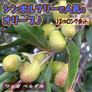 【P2倍★マラソン期間中】オリーブ ワッガ ベルダル【果樹苗 2〜3年生挿し木 12cmロングポット/1個 】おりーぶ 苗木 シンボルツリー 開店祝い 新築祝い 鑑賞用 インテリア 庭木 植木 生垣 常緑樹 観葉植物 オリーブの木