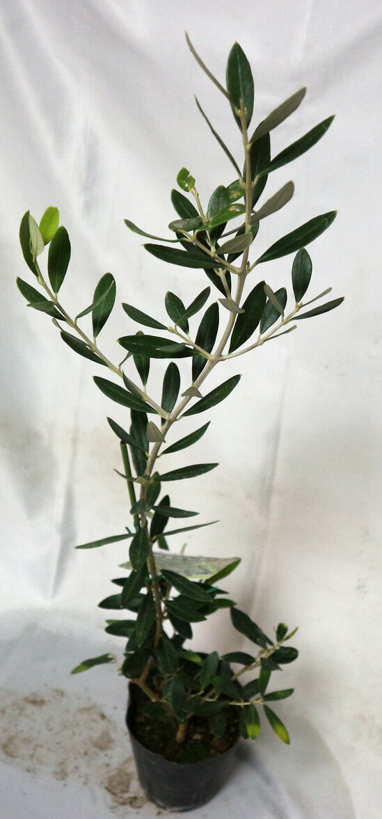 オリーブの植え替え時期と方法 枯れないコツをご紹介 暮らし の