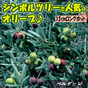 【P2倍★マラソン期間中】オリーブ ベルダーレ【果樹苗 2〜3年生挿し木 12cmロングポット/1個 】おりーぶ 苗木 シンボルツリー 開店祝い 新築祝い 鑑賞用 インテリア 庭木 植木 生垣 常緑樹 観葉植物 オリーブの木