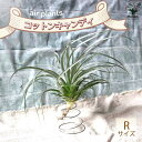 【送料無料】チランジア コットンキャンディー【エアプランツ Rサイズ/1個売り】ティランジア おしゃれ 吊り下げ インテリア 壁掛け 小型